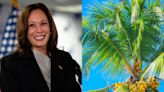 Why is Kamala Harris being associated with a coconut tree?