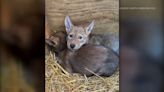 North Carolina Zoo is helping to bring red wolves back from the brink of extinction