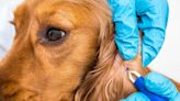 Urgent warning issued over easily contracted deadly dog parasite