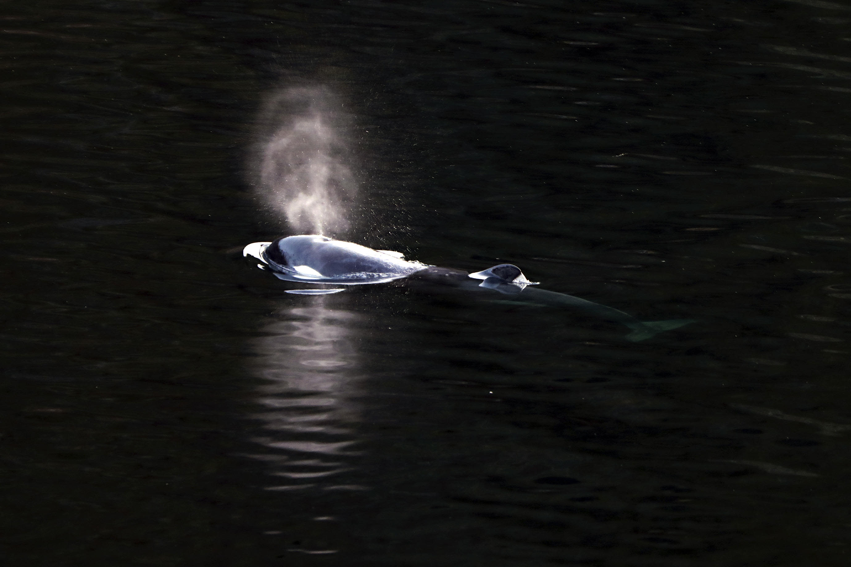 Trapped baby orca dodges rescues, swims to freedom on her own