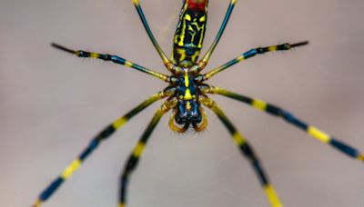 Your Questions About the Venomous Joro Spider, Answered