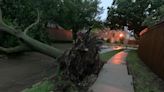 Wind isn’t the only reason so many trees fell in Denton County