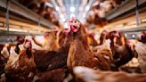 More than 4 million chickens to be killed in Iowa after officials detect bird flu on farm