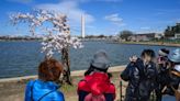 Stumpy, a Cherry Blossom That Has Become a Viral Sensation, Faces Removal in D.C.