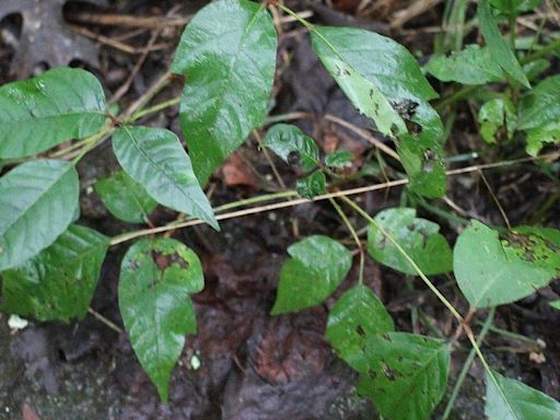 What does poison ivy look like? Here's a guide to help you spot poisonous plants