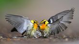 12 Beautiful Winning Bird Photos From Audubon Photography Awards