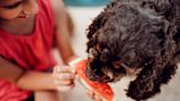 The Best Healthy Snacks for Dogs