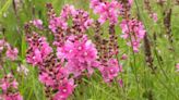 Pacific Northwest flower removed from federal threatened and endangered species list