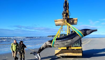 La baleine la plus rare au monde échoue sur une plage de Nouvelle-Zélande