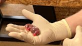 World’s first IVF rhino pregnancy ‘could save northern white species’