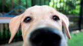 Duke’s Puppy Kindergarten deepens understanding of man’s best friend, human-dog bond
