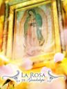 La rosa de Guadalupe