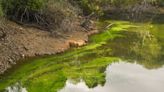 Montgomery County officials warn about high levels of possibly harmful algae