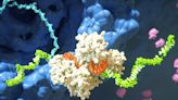 Harnessing RNAi: Alnylam’s Path From Lab Discovery to Life-Changing Treatments