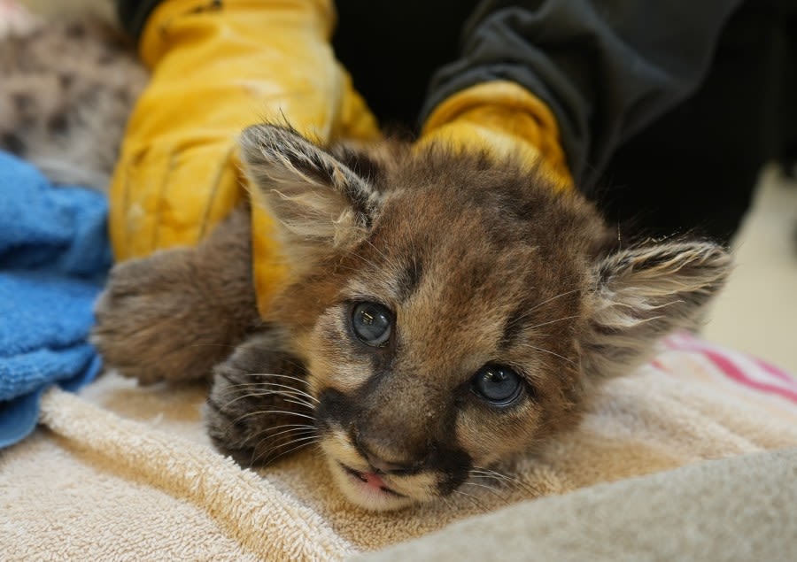 VIDEO: Orphaned mountain lion cub ‘Briar’ rescued by Oakland Zoo