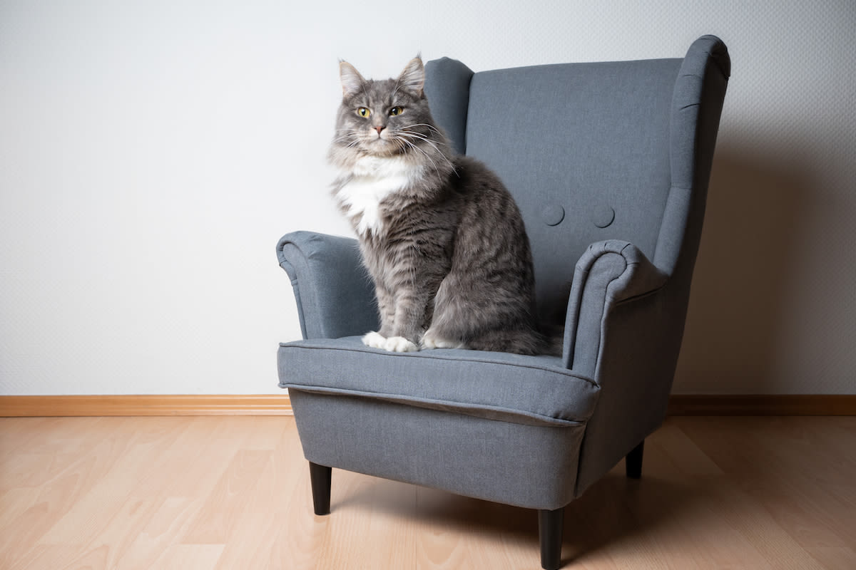 TV Loving Tabby Cat Has Bespoke Armchair for Her Precious Screentime