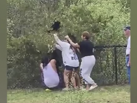 Video: People pull bear cubs from tree in North Carolina to take selfies