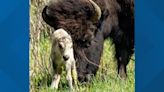 What could make a baby bison white?