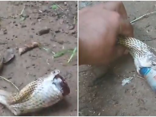 Cobra battles for life after swallowing cough syrup bottle, rescued. Videos