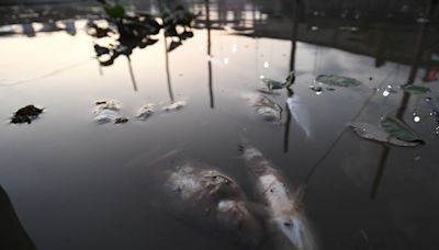 Cuáles son las hipótesis sobre la mortandad de peces en los diques del Puerto de Santa Fe