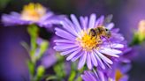 Cette erreur de jardinage effraie les abeilles, retenez-vous de la faire !