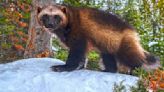 Gov. Jared Polis signs bills to reintroduce wolverines in Colorado, boost wildfire mitigation