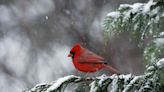 The Meaning Of Red Birds At Christmas