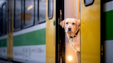 Can dogs travel on trains? Dos and don’ts to follow