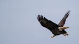 It's the best time of year to spot bald eagles in Missouri. Here are some tips, events