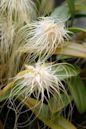 Bulbophyllum medusae