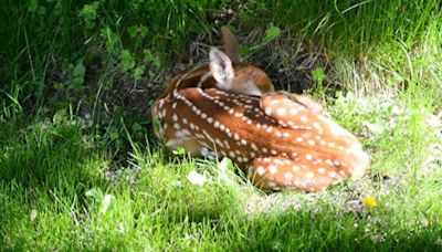 Vt. Fish and Wildlife warns to leave fawns alone