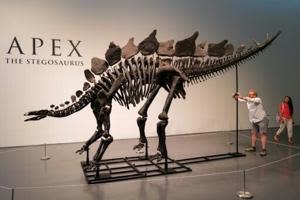 Billionaire Ken Griffin revealed as $44.6m dinosaur fossil buyer | FOX 28 Spokane