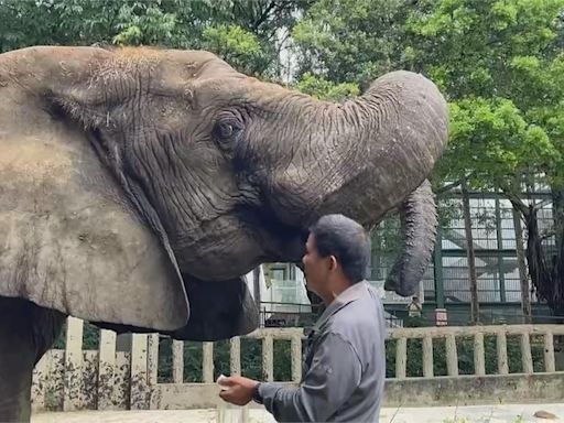 父親節致敬保育員! 壽山動物園曬15位"超級奶爸"身影