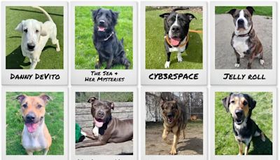 Toronto animal shelter launches unhinged ‘good dogs, bad names’ adoption campaign