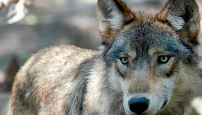 U.S. House Votes to Take Wolves Off Endangered List in 48 States
