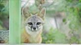 Gray Fox survives in a hostile world