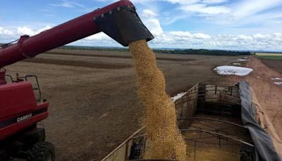 El precio internacional de la soja sigue en baja y enciende una alarma para los mercados argentinos