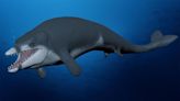 El descubrimiento de fósiles genera un cambio monumental en la comprensión de la historia evolutiva de las ballenas