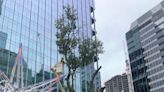 Where a 150-year-old tree once stood in downtown Austin, search for a replacement is on