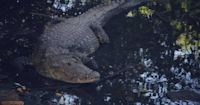 Heavy rains leave at least 200 crocodiles crawling around cities in Mexico near Texas, increasing risk for the population