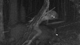 17 Pictures From Trail Cams That Nature Just Didn't Want Us To See