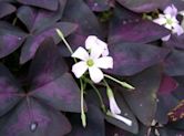 Oxalis triangularis