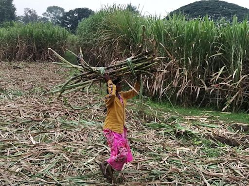 What is driving so many farmers in Karnataka to grow sugarcane?