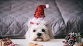 15 Christmas gift ideas for your pets: Cats, dogs and the non-furry friends