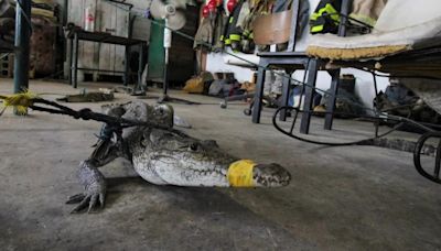 Al menos 200 cocodrilos se arrastran hasta las ciudades tras fuertes lluvias que azotan el norte de México, cerca de Texas