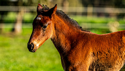 6-Month-Old Colt Taken Away From His Mom at Auction Has People Devastated