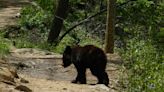 Bear cub with head stuck in plastic container rescued by park manager, shared on Instagram