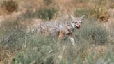 You may be seeing more coyotes out and about in Kentucky this time of year. Here’s why