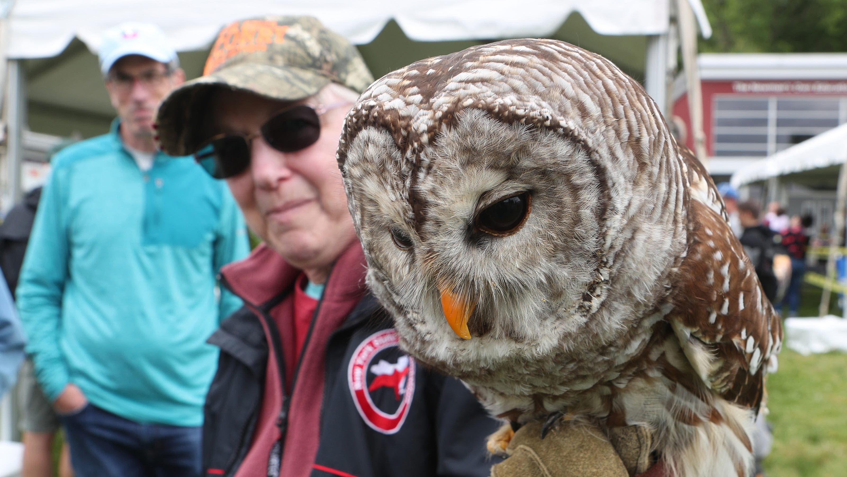 See flying demonstration, bird release at Green Chimney's Birds of Prey Day on Sunday