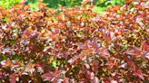 How to Grow and Care for Amber Jubilee Ninebark